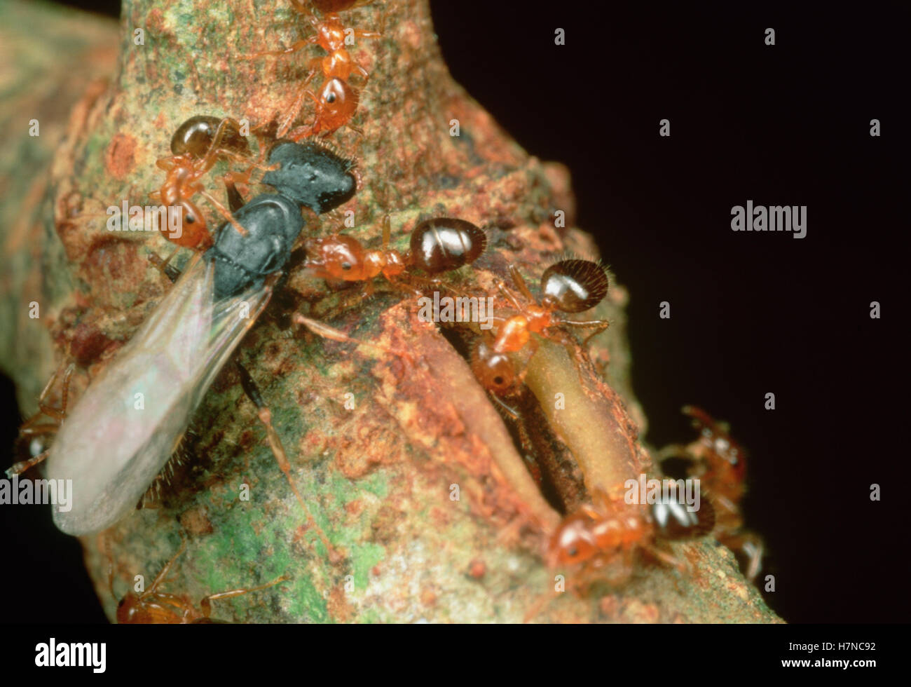 Cuerpo redondo Cataulacus mckeyi parasitarias (Ant) puede entrar en la selva africana) Leonardoxa leguminosa (árbol de host a través de estrechos Foto de stock