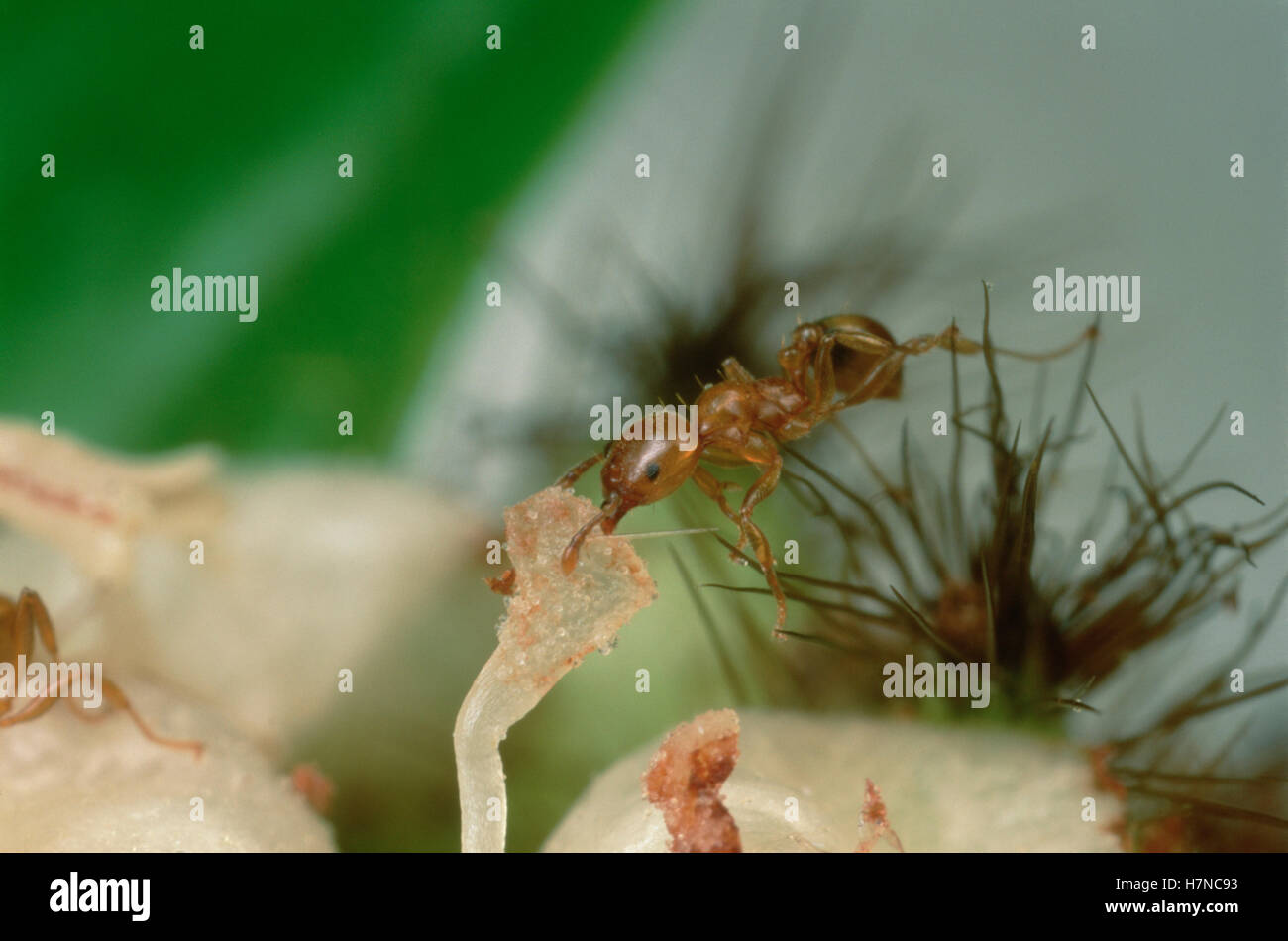 La hormiga Allomerus (sp) parásito esteriliza Cordia (Cordia nodosa) árbol hospedero mediante el desmantelamiento de las flores, con la energía desviada de Foto de stock
