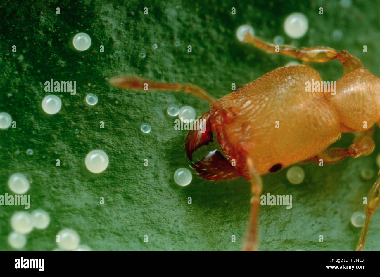 Ant (Pheidole bicornis) recoge el blanco pegajoso glóbulos de alimentos desde el host Piper sp arbusto el arbusto segrega glóbulos sólo después Foto de stock
