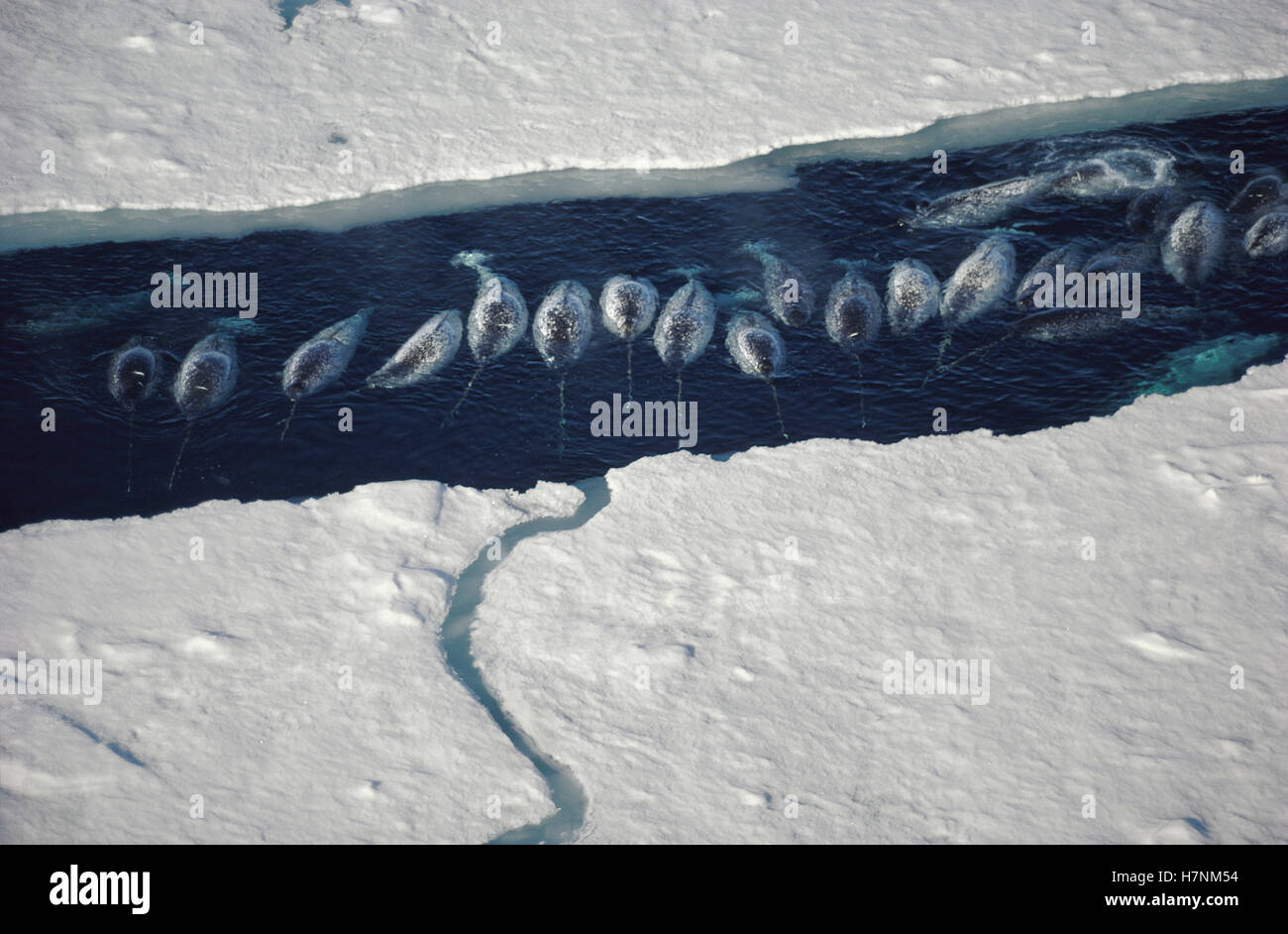 El narval (Monodon monoceros) grupo de romper el hielo, la Isla de Baffin, Nunavut, Canadá Foto de stock