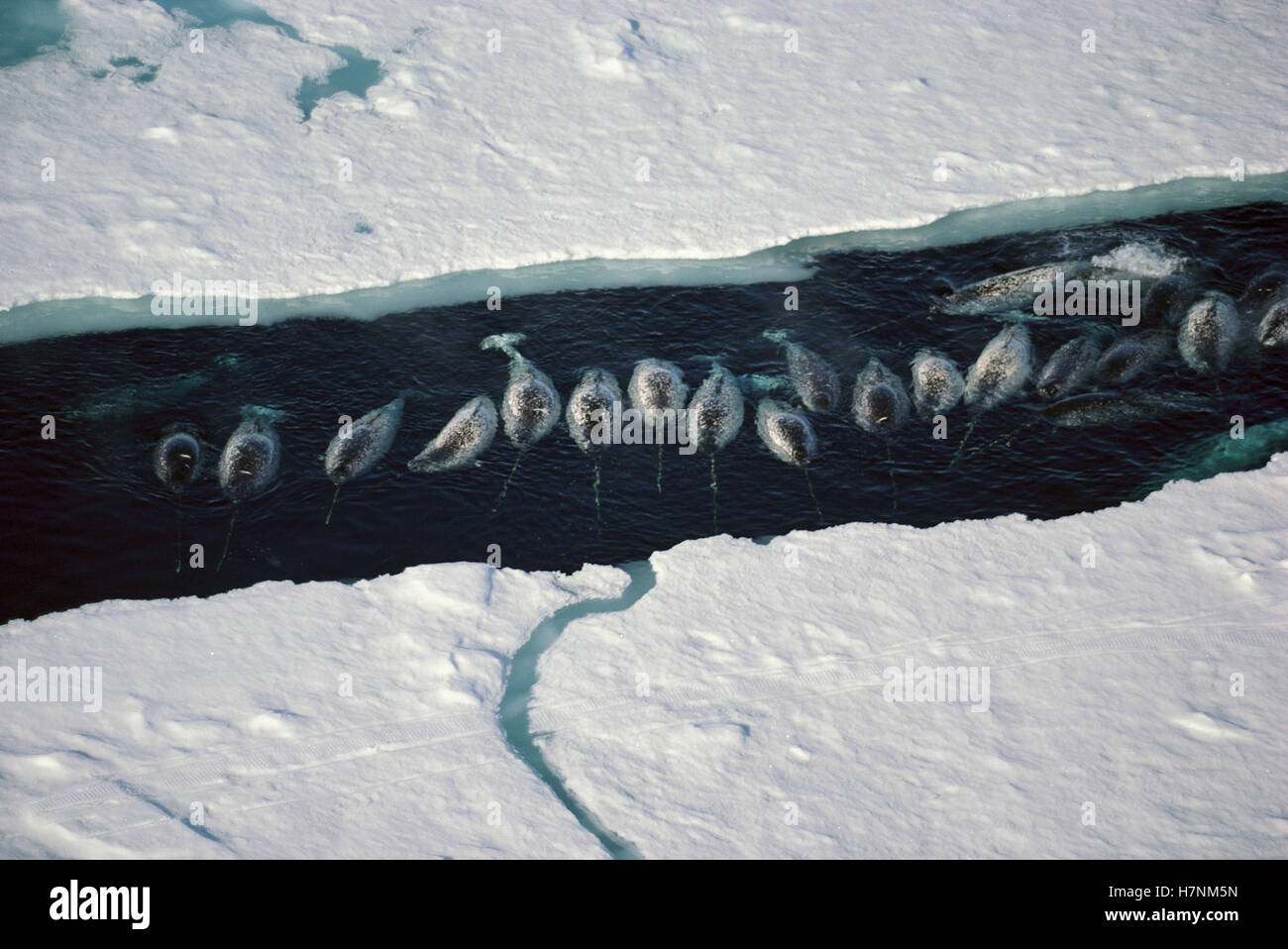 El narval (Monodon monoceros) grupo de romper el hielo, la Isla de Baffin, Nunavut, Canadá Foto de stock