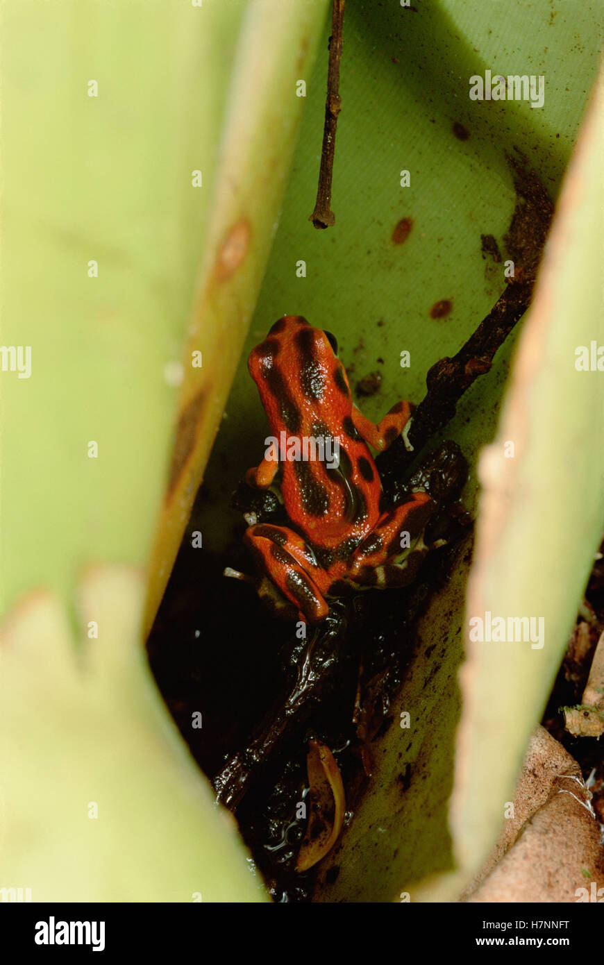 Strawberry Poison Dart Frog (Oophaga pumilio) madre lleva renacuajos, uno por uno, donde encuentra Techado de piscinas adecuado Foto de stock
