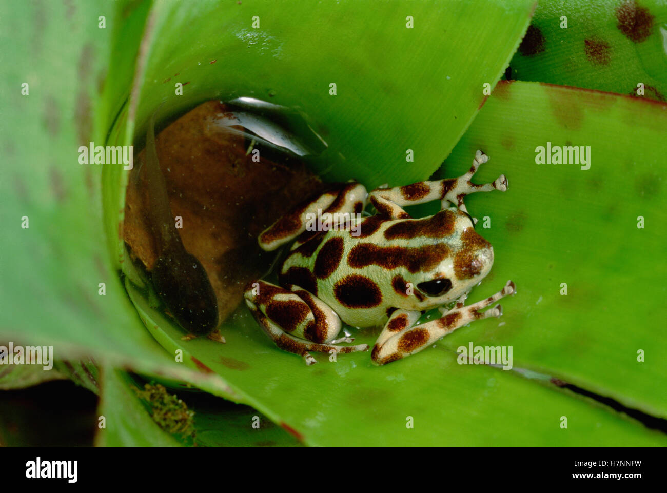 Strawberry Poison Dart Frog (Oophaga pumilio) madre depósitos renacuajos, uno por uno, a las piscinas de agua de dosel, bromelia Foto de stock