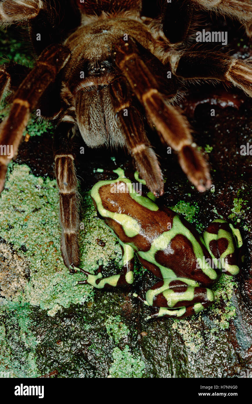 Verde y negro Poison Dart Frog (Dendrobates auratus) cumple una tarántula, Isla Taboga, Panamá tarántulas comer ranas pero evite Foto de stock