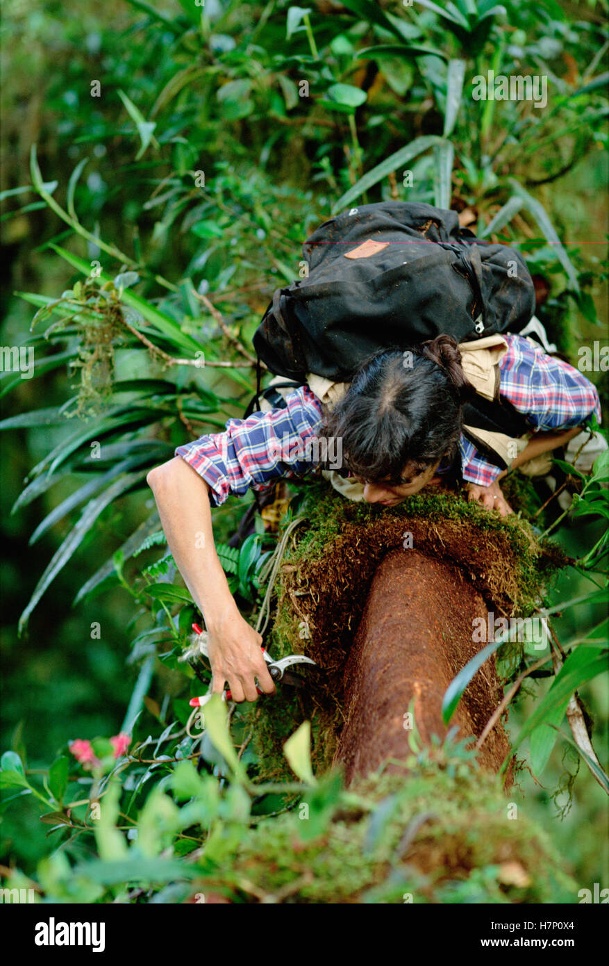 Nalini Nadkarni raspaduras de suelo de tronco de árbol en la Reserva del Bosque Nuboso de Monteverde, Costa Rica Foto de stock