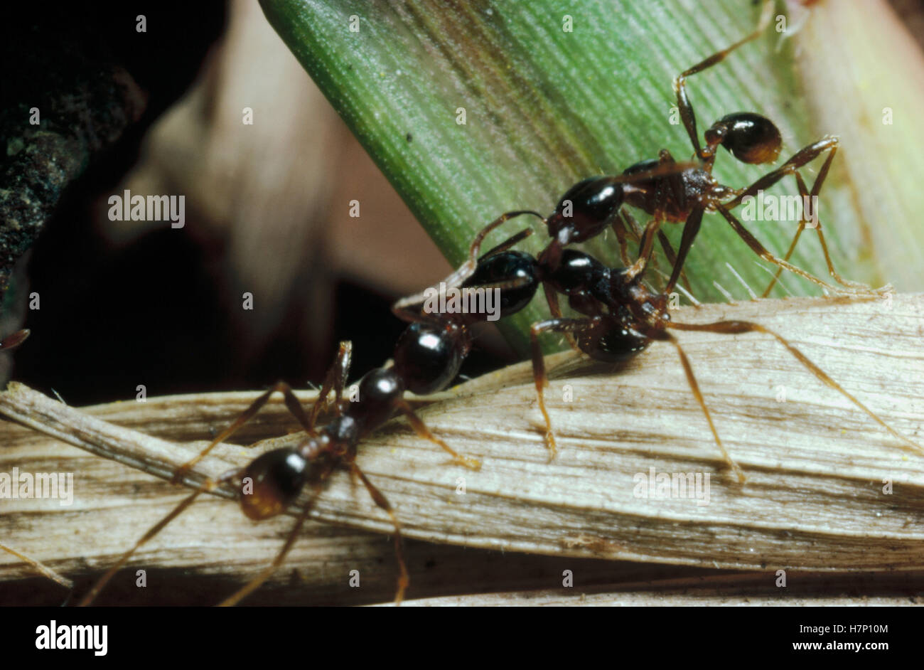 Marauder Pheidologeton diversus (Ant) cerca de dos luchando contra menores trabajadores tirando el uno del otro después de haber luchado durante casi un Foto de stock