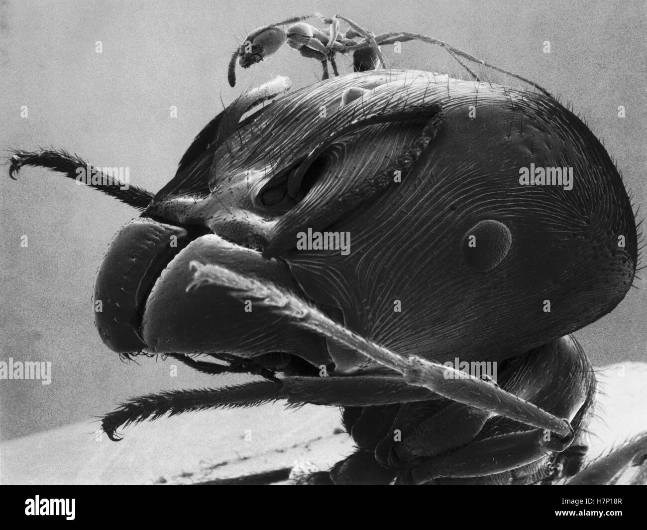 Marauder Pheidologeton diversus (Ant) trabajador menor sobre la cabeza de un gran trabajador del mismo nido, el trabajador principal mostrado Foto de stock