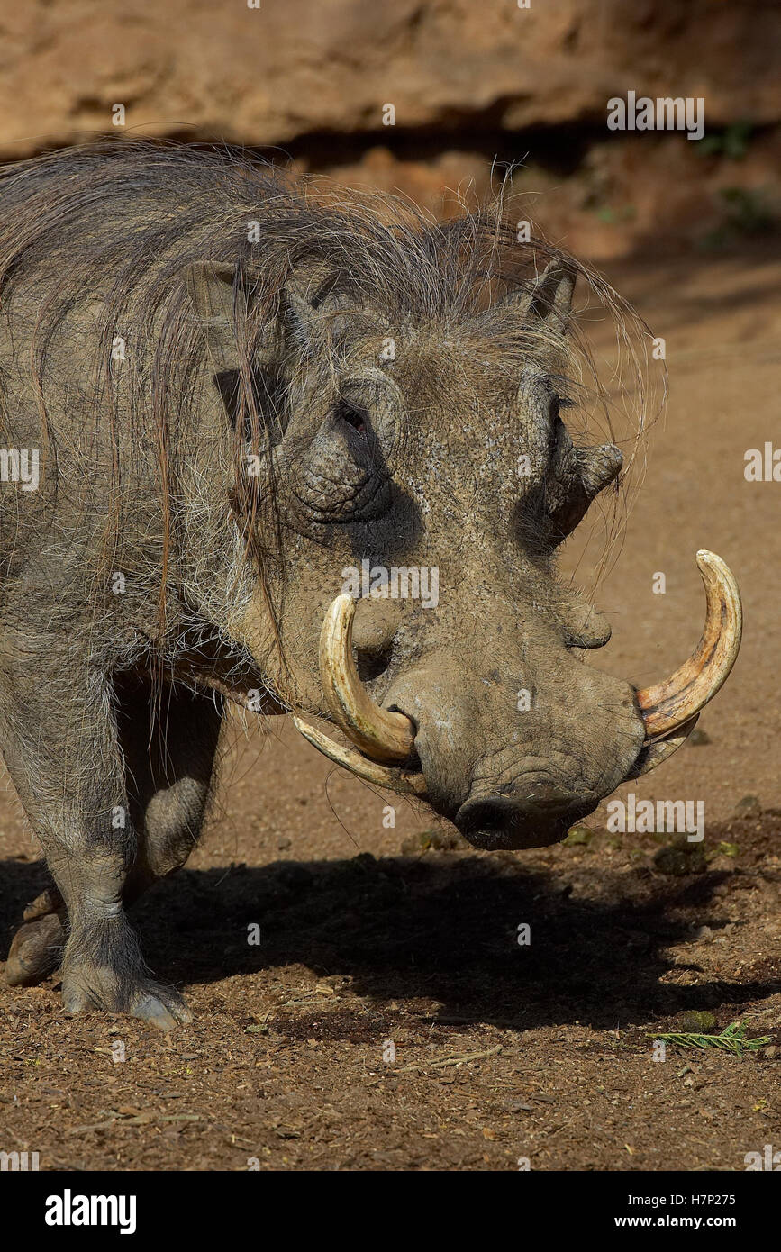 Warthog (Phacochoerus africanus) retrato, originaria de África, San