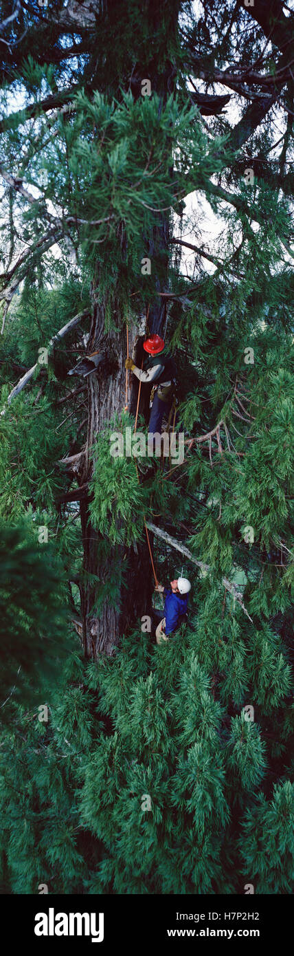 Costa Redwood (Sequoia sempervirens) investigadores subir mas alto del mundo, un árbol vivo de 365 pies de altura y la otra mitad árbol nombrado Foto de stock