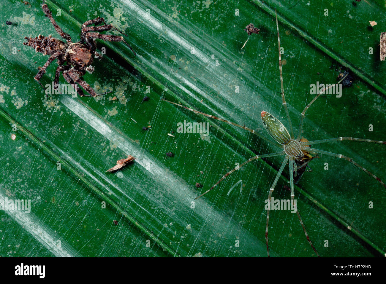 Jumping Spider (Portia fimbriata) caza (araña dolomedes Hygropoda) al depilarse las hebras de la web para imitar movimientos de un atrapado Foto de stock