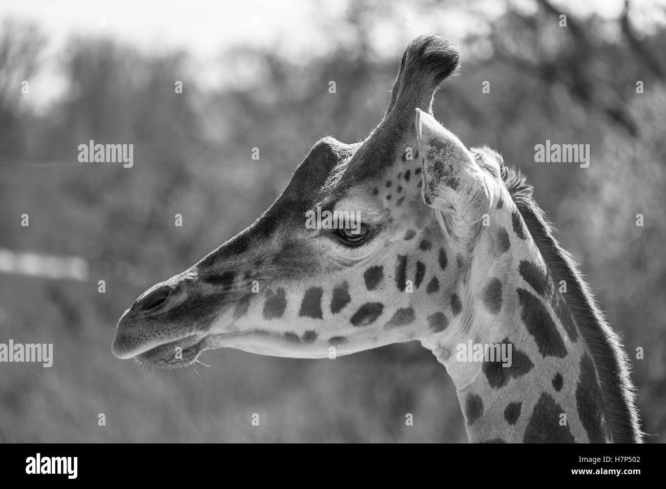 Retrato en blanco y negro de una jirafa Rothschild. Foto de stock