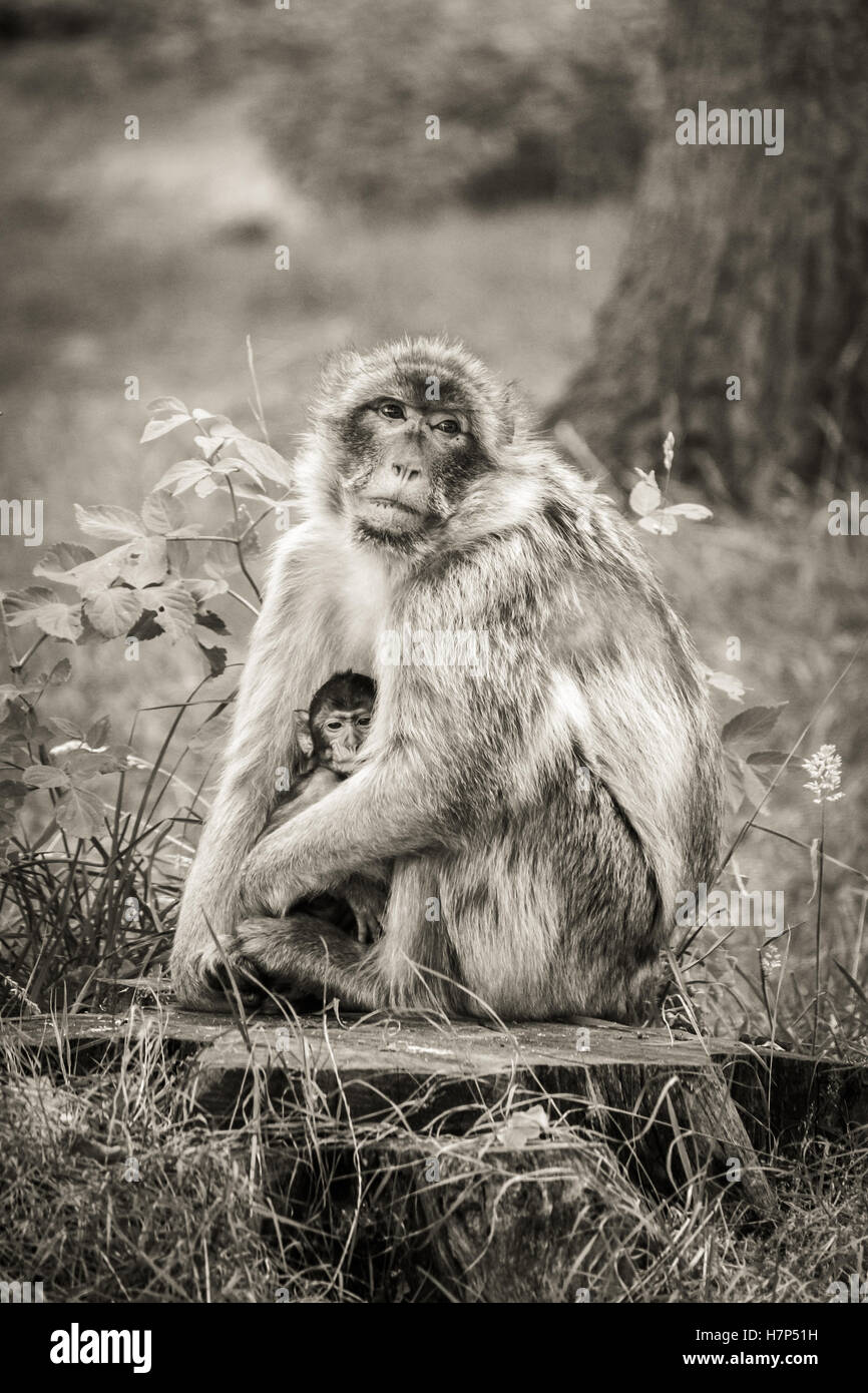Madre y bebé mono macaco Barbary sentado en el tocón de un árbol. Foto de stock