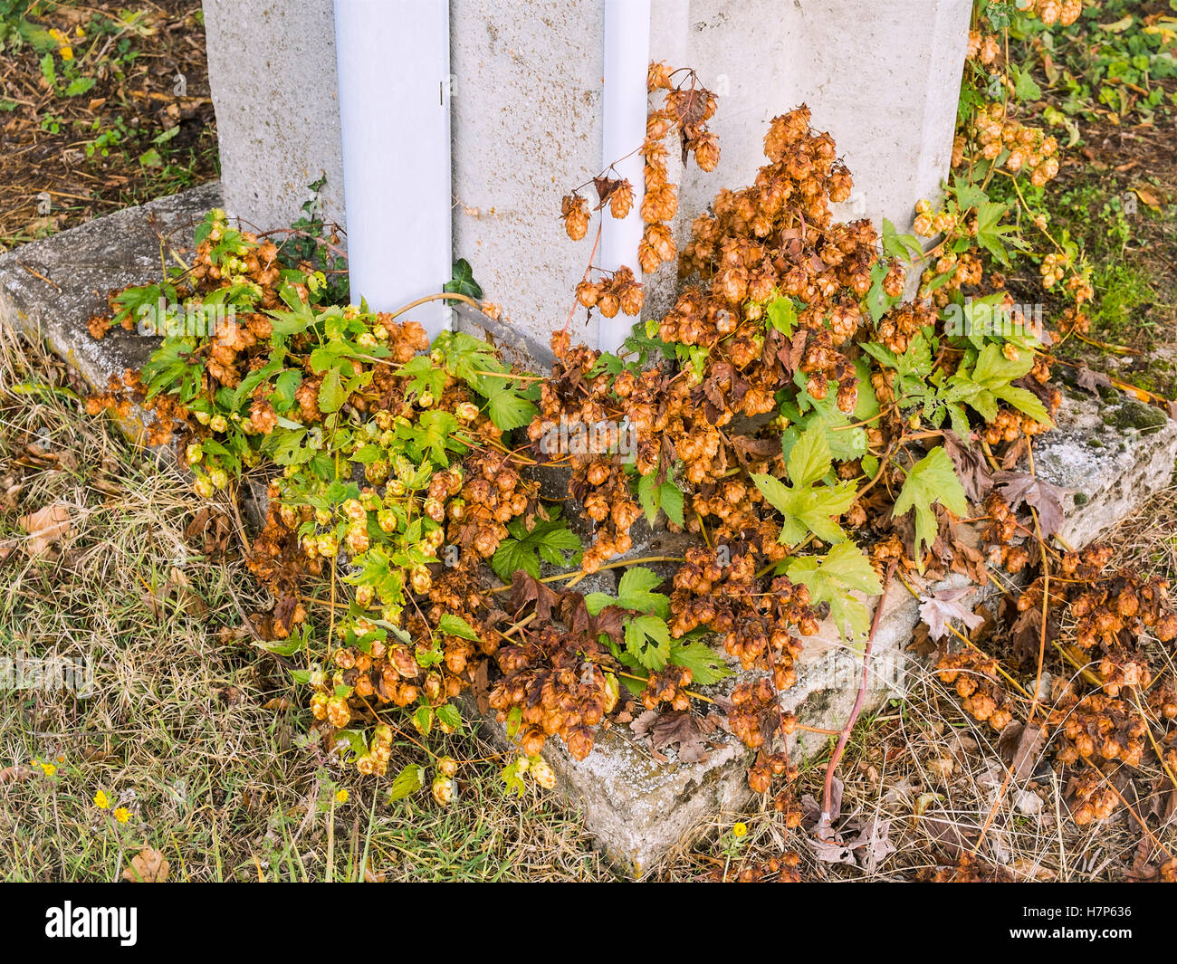 Hop flores silvestres / "Humulus lupulus" en la base de hormigón pilón - Francia. Foto de stock
