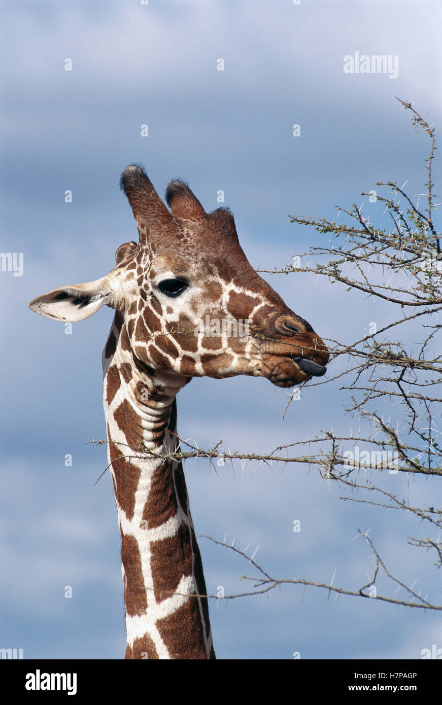 Masai jirafa (Giraffa camelopardalis tippelskirchi) mamífero más alto en el mundo, navegue entre las Acacias Espinosas aferramiento dispara Foto de stock