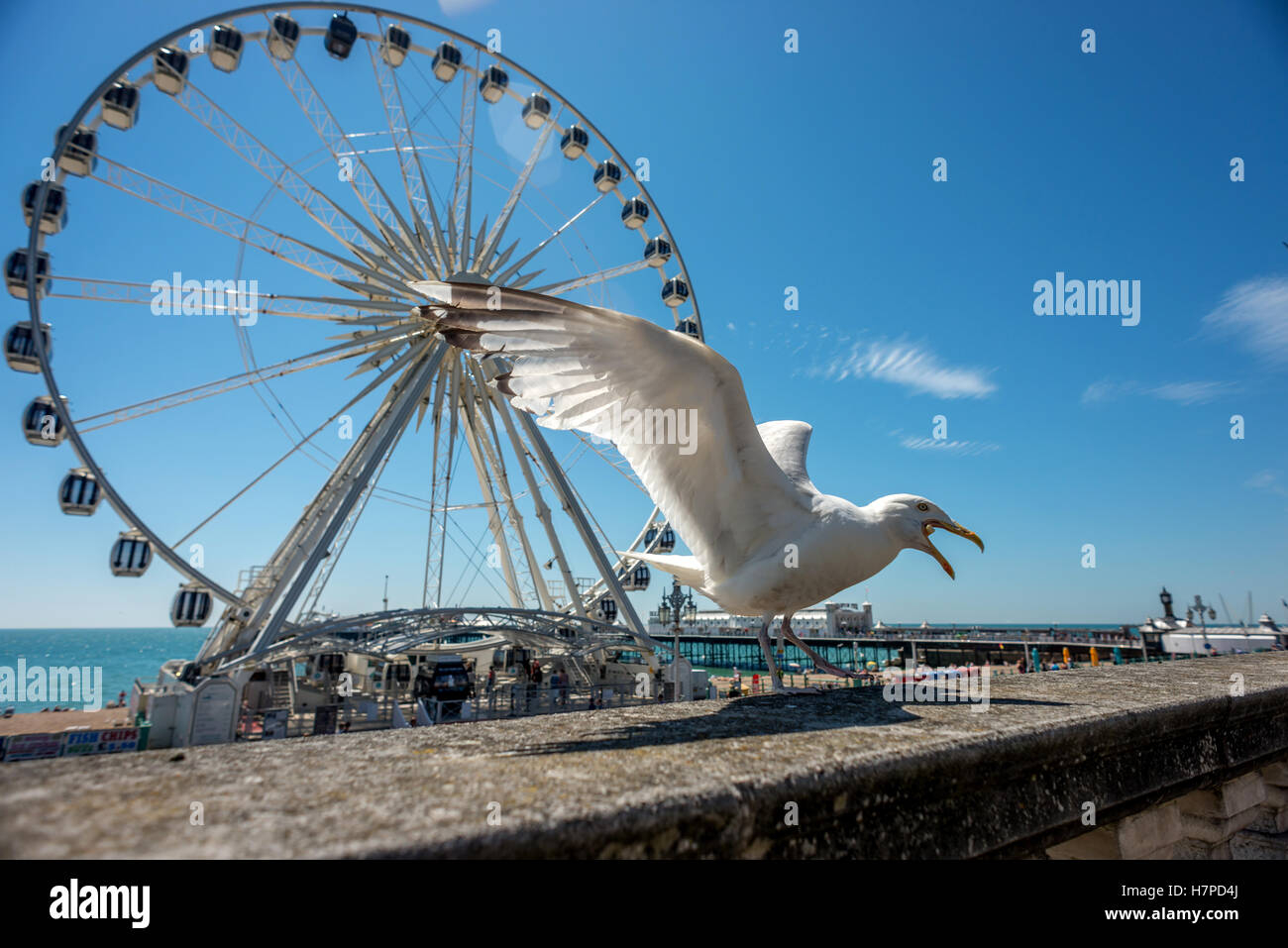 Una gaviota y la rueda en el paseo marítimo de Brighton Foto de stock
