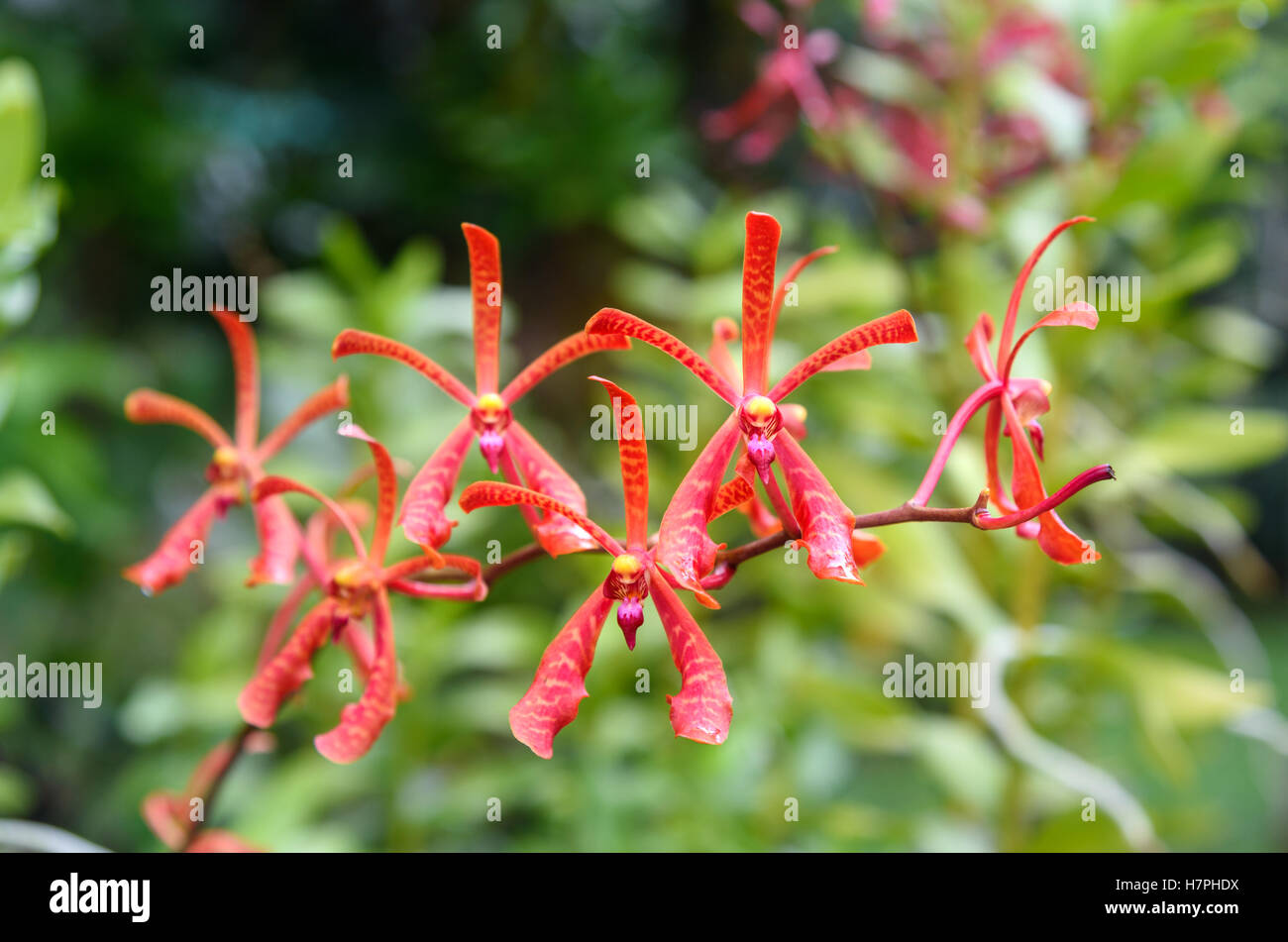 Orquideas Rojas Fotos e Imágenes de stock - Alamy
