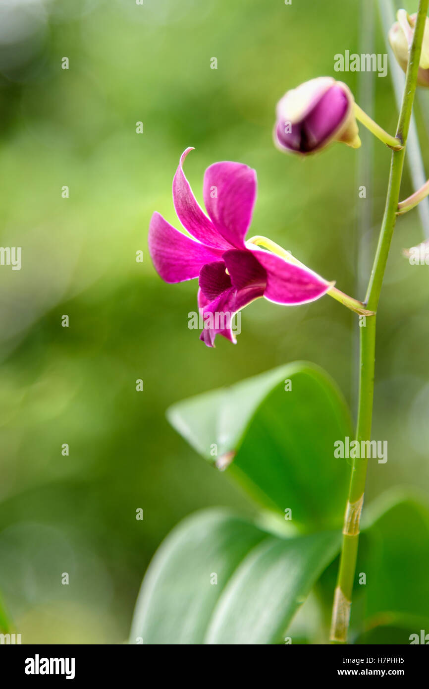 Pequeñas orquídeas fotografías e imágenes de alta resolución - Alamy