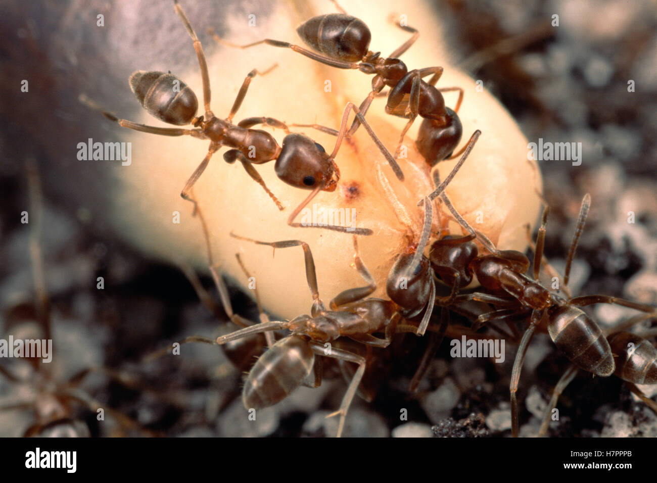 La Hormiga argentina (Linepithema humile) grupo de alimentación nutritiva eliasome suave en la punta de un arbusto fynbos y desechar las semillas Foto de stock