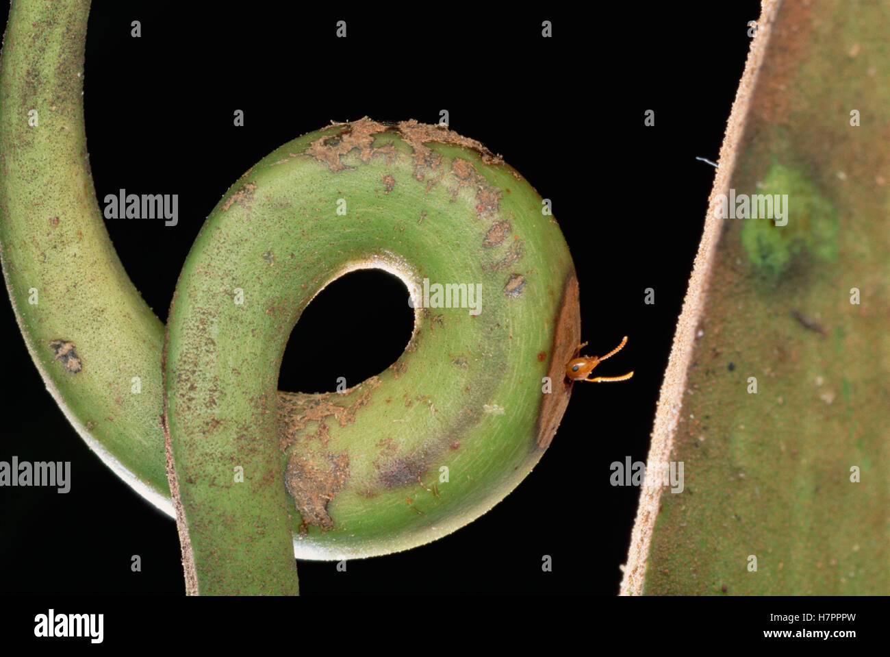 Carpenter Ant (siendo Camponotus sp) en el zarcillo de host Villose Pitcher Plant (Nepenthes villosa) una relación simbiótica donde el Foto de stock