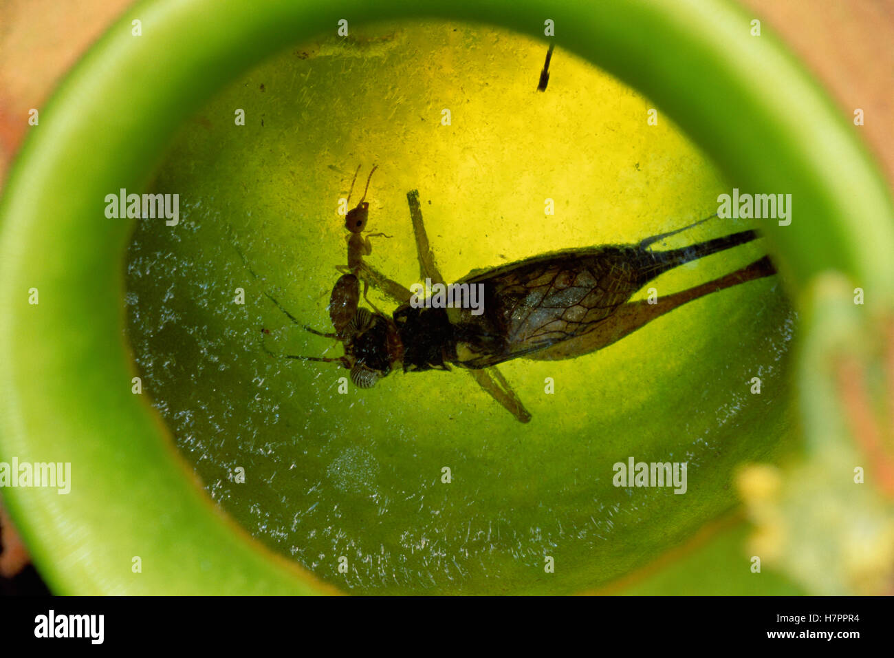 Carpenter Ant (siendo Camponotus sp) nadará ilesos en los jugos digestivos del lanzador recolección de plantas que de otra forma sería presa de críquet Foto de stock