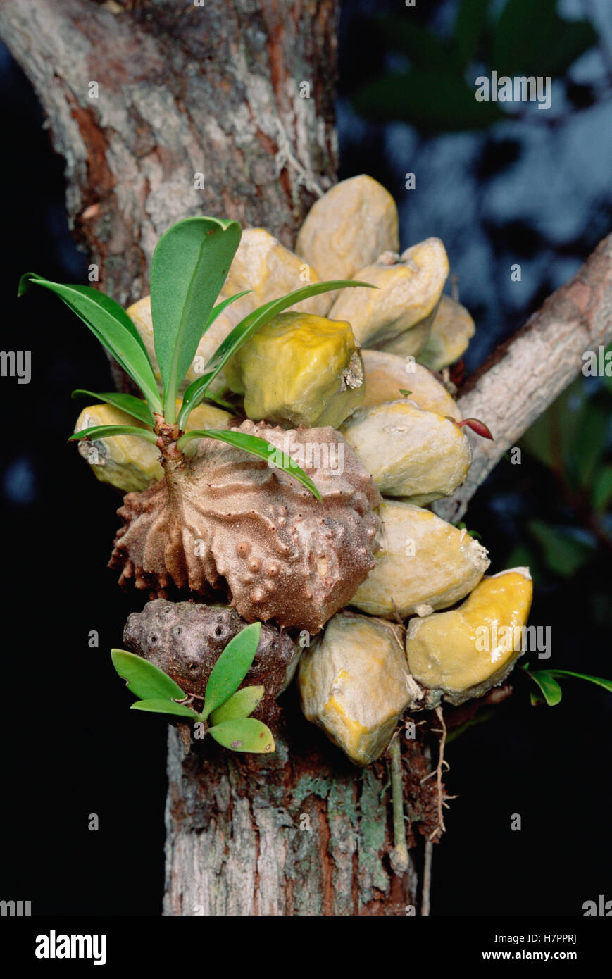 Planta Hydnophytum Ant (sp) que crece enlucidos con troncos de árbol, proporciona Philidris (sp) Las hormigas, con un hogar, aprovechando los nutrientes Foto de stock