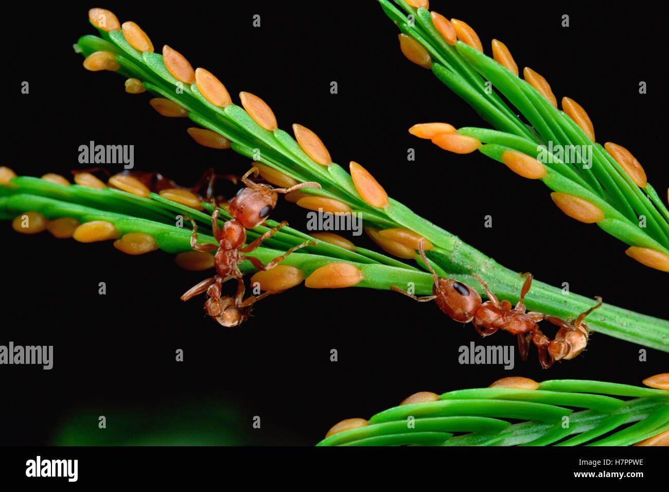 Pseudomyrmex Ant (sp) se reúne con zanahoria como crecimientos de silbido Thorn (Acacia acacia drepanolobium) para su entrega a la larva Foto de stock