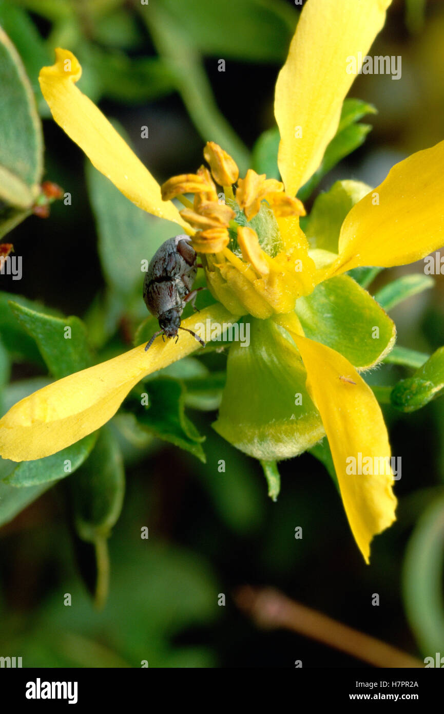 Jarilla (Larrea tridentata) con bruchid escarabajo que actúa como polinizadora de la planta Foto de stock