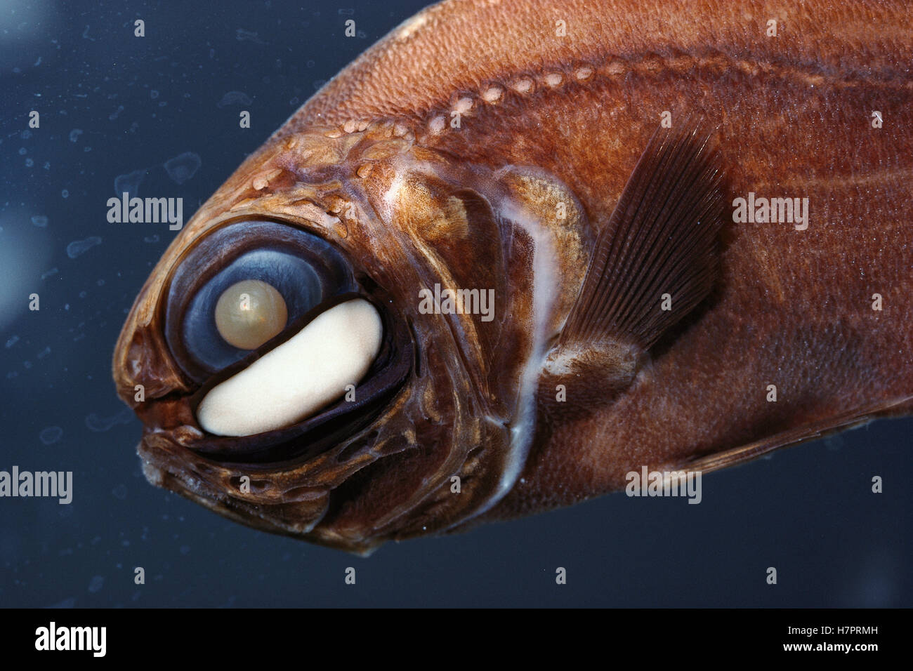 Uno de aletas de pez linterna (Photoblepharon palpebratum) órgano de luz  bajo el ojo utilizado en el apareamiento y atraer a sus presas, Gran Comora  Fotografía de stock - Alamy