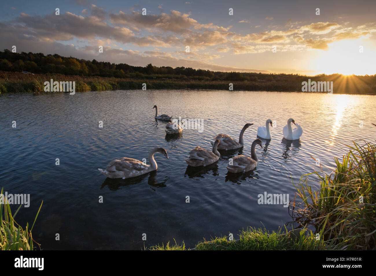 Familia de silenciar los cisnes (Cygnus olor) con seis cygnets en el canal de Basingstoke al atardecer, Hampshire, Reino Unido, la fauna, las aves Foto de stock