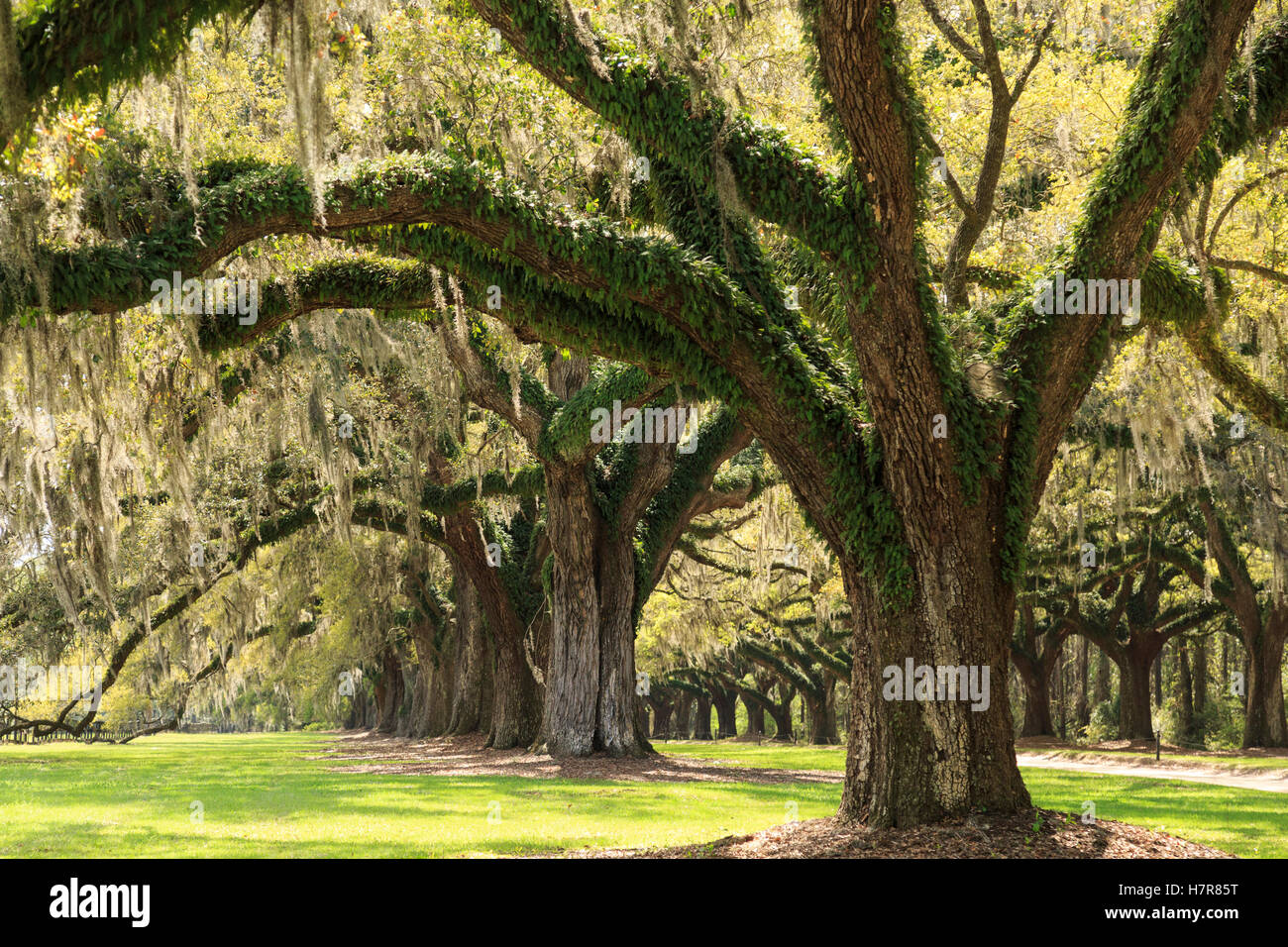 Las encinas plantadas en 1743, Boone Hall Plantation y Gardens, cerca de Charleston, Mt Pleasant, Carolina del Sur, EE.UU. Foto de stock