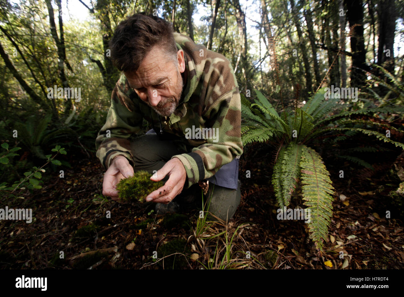 Isla Sur kokako chaser Rhys Buckingham con trozos sueltos de MOSS, él cree que son signos del pájaro Foto de stock