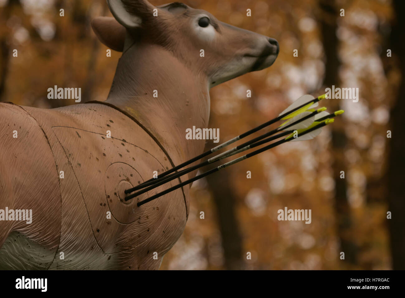 Con la práctica de tiro con arco y flechas ciervo blanco incrustadas  Fotografía de stock - Alamy