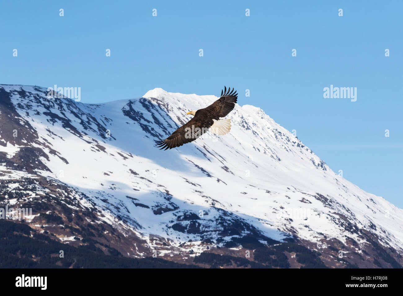 Un Águila Balda Adulta (Haliaeeeeet leucocephalus) Se extiende Alas y vuela Junto a las Montañas Cubiertas de Nieve en el Valle Portage de la zona Sur-Central A... Foto de stock