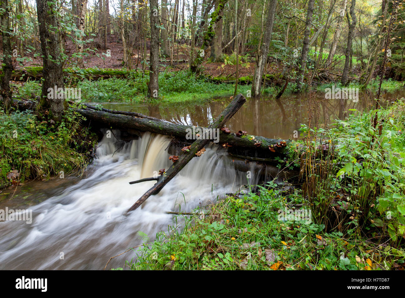 Restos de Madera Natural de presas para la reducción del riesgo de inundación, Pickering, Inglaterra Foto de stock