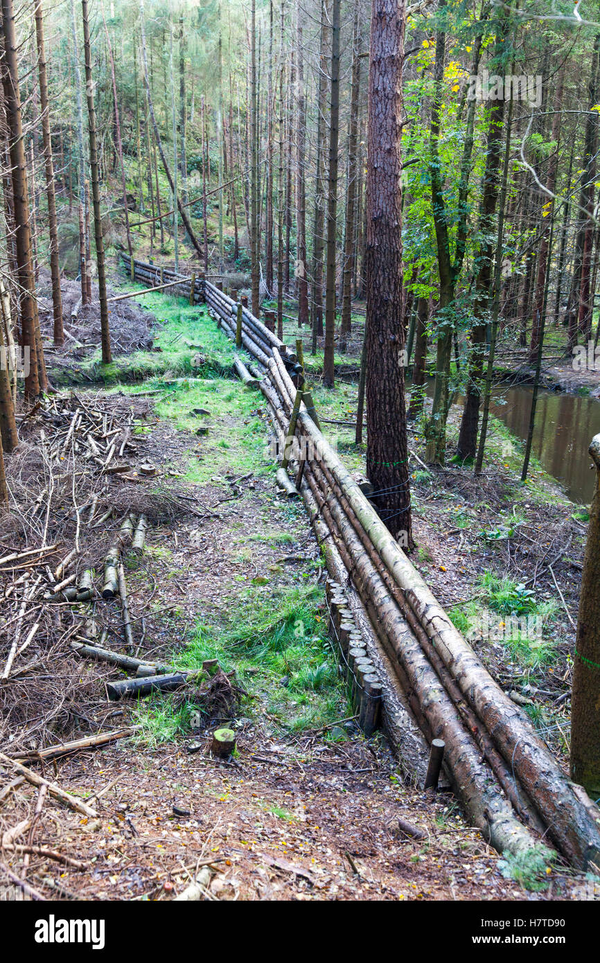 Restos de Madera Natural de presas para la reducción del riesgo de inundación, Pickering, Inglaterra Foto de stock