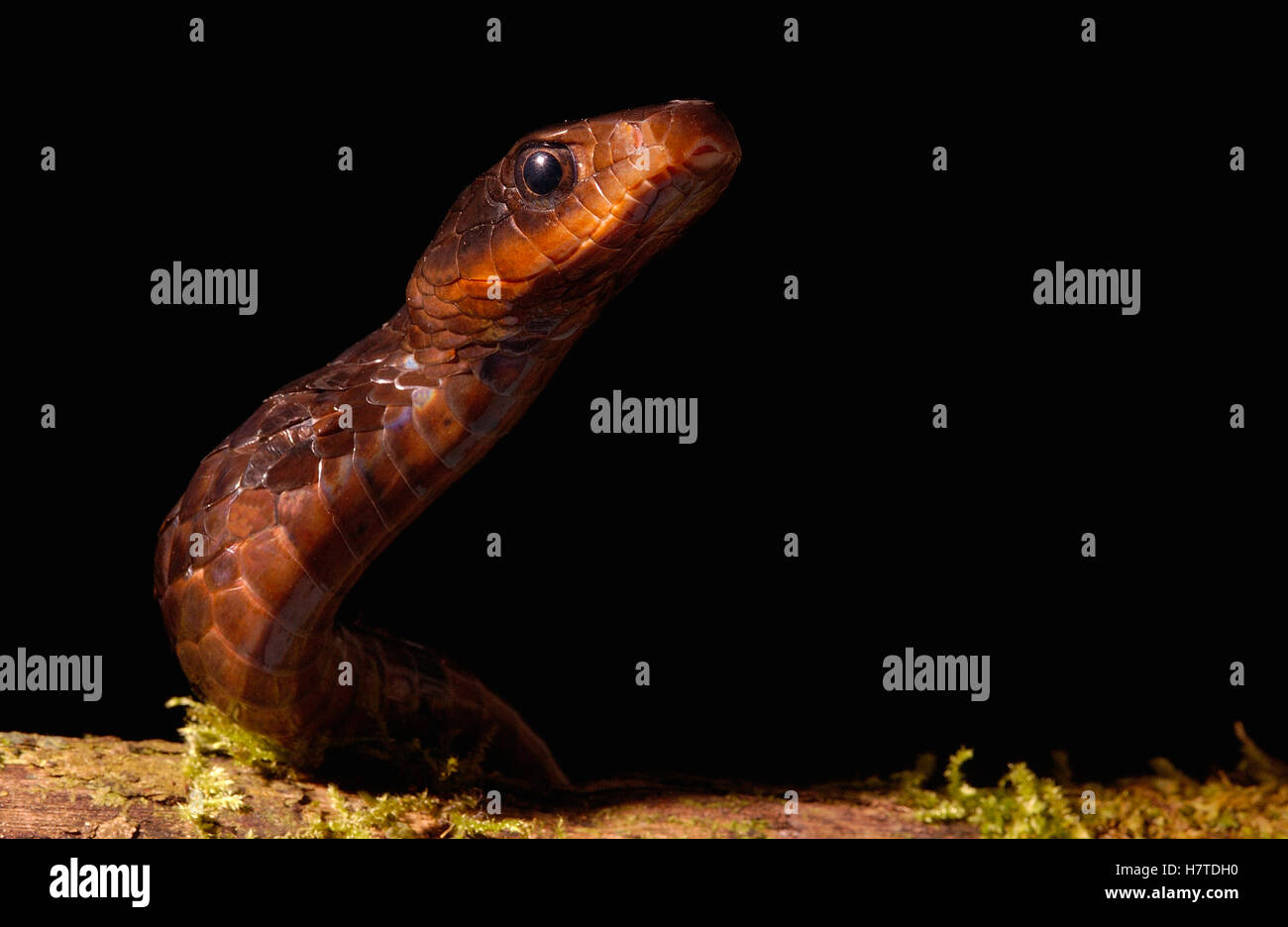Negro de gran escala Tree Snake (Chironius grandisquamis) cerca de la cabeza, Chocó Rainforest, al noroeste de Ecuador Foto de stock
