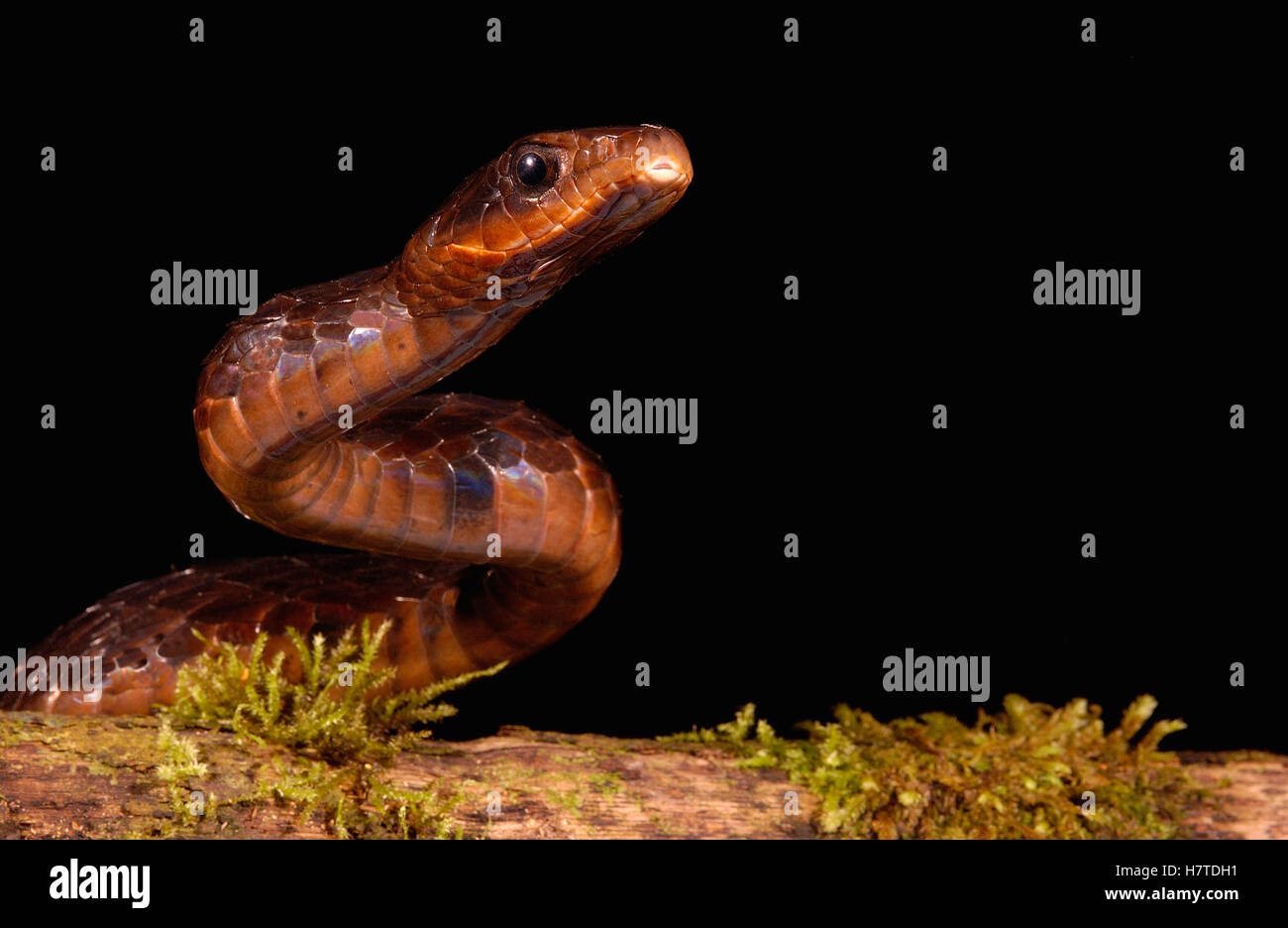 Negro de gran escala Tree Snake (Chironius grandisquamis) cerca, Chocó Rainforest, al noroeste de Ecuador Foto de stock