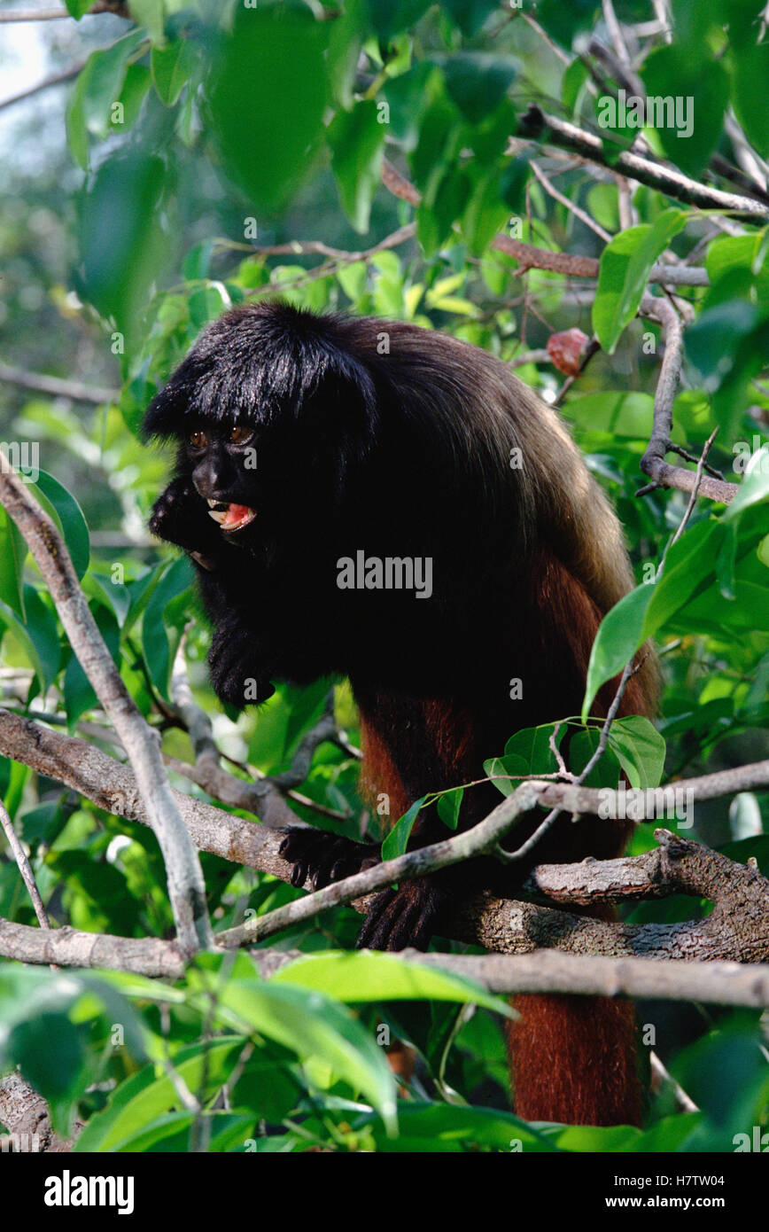 Uakari negro (Cacajao melanocephalus) retrato, selva amazónica, Brasil