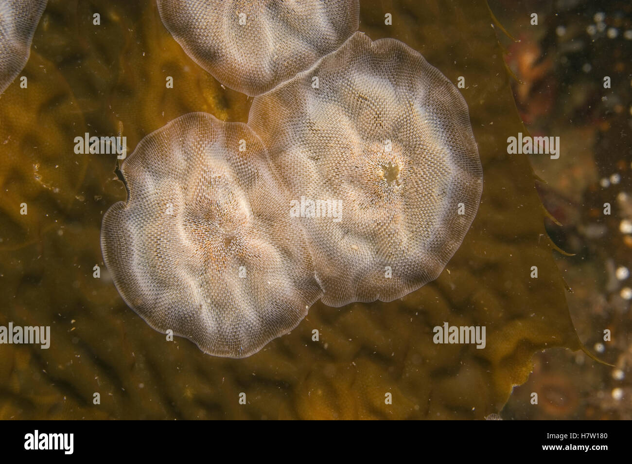 Mar (Mat Membranipora membranacea) en muriendo pedazo de algas, Monterey, California Foto de stock