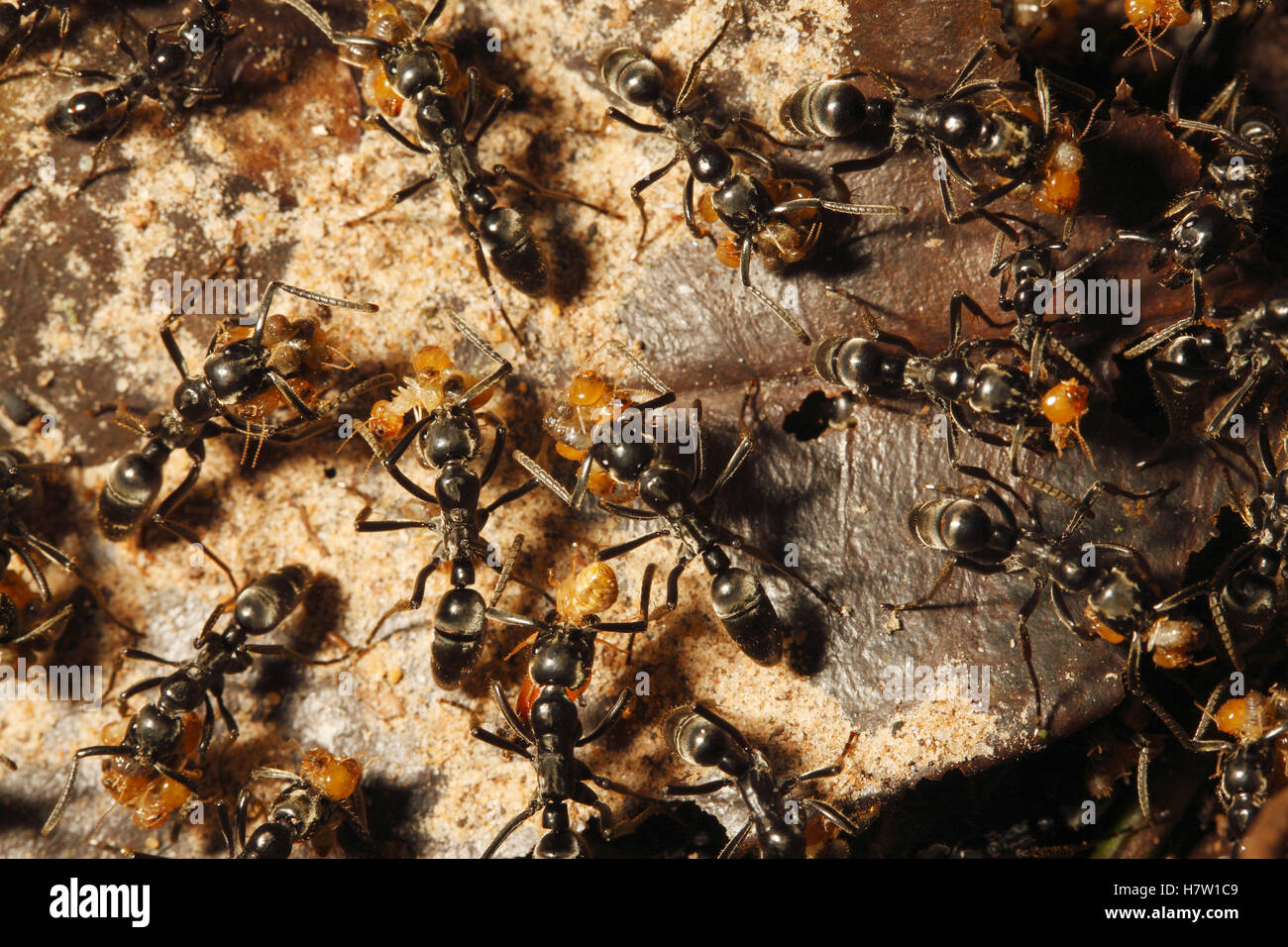 Ant (Formicidae) grupo atacando a la colonia de termitas, el Parque Nacional de Lobeke, Camerún Foto de stock