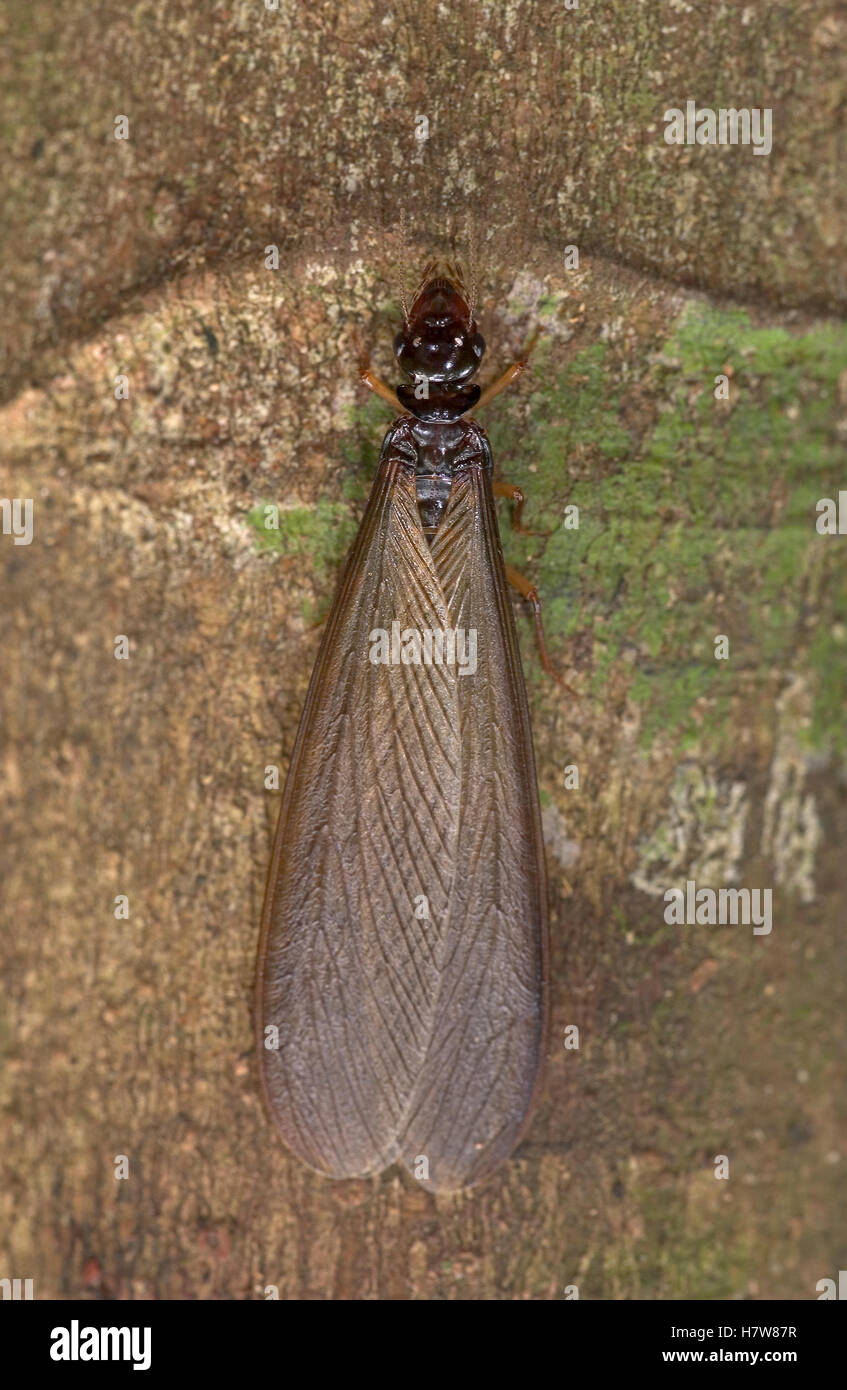 Reina de termitas aladas, una hembra reproductora, retrato, Guinea, África occidental Foto de stock
