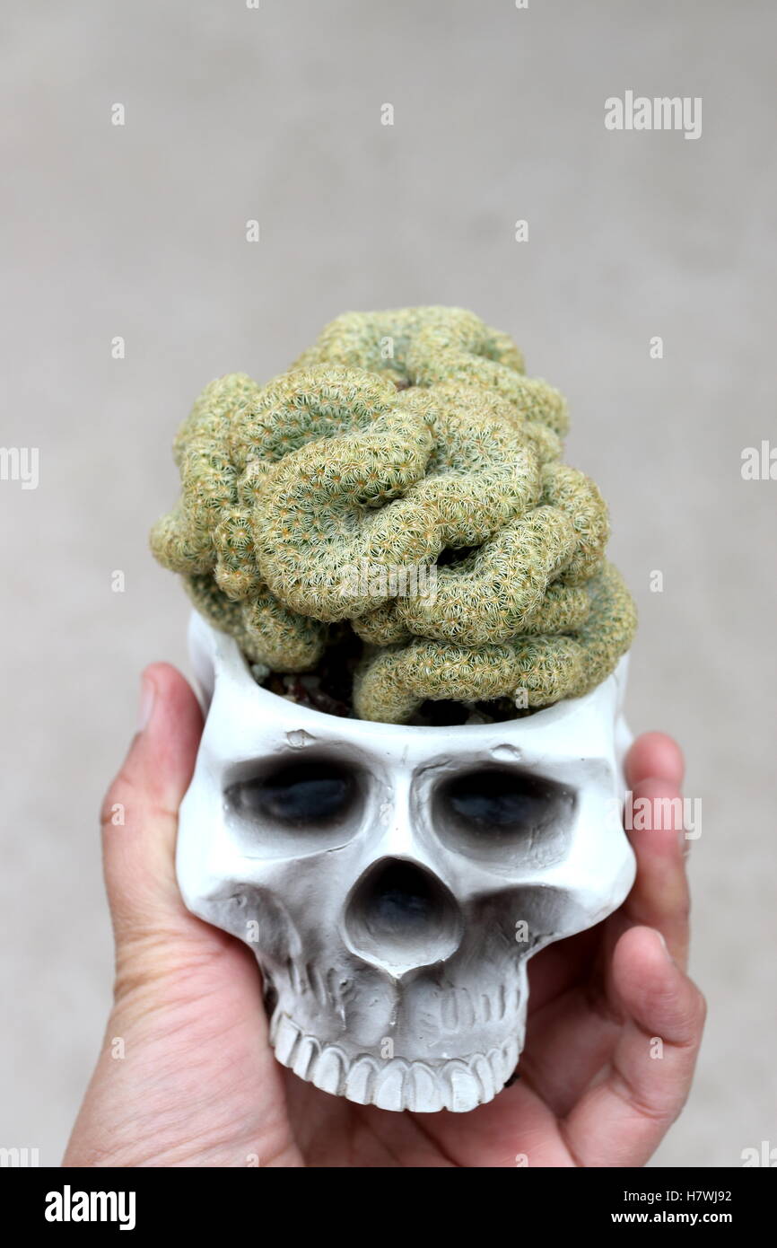 Cerca de Mammillaria elongata cristata o conocido como cerebro Cactus Foto de stock