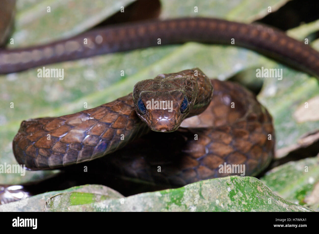 Negro de gran escala Tree Snake (Chironius grandisquamis) en peligro la postura, la vertiente occidental de los Andes, el bosque nublado de Mindo, Foto de stock