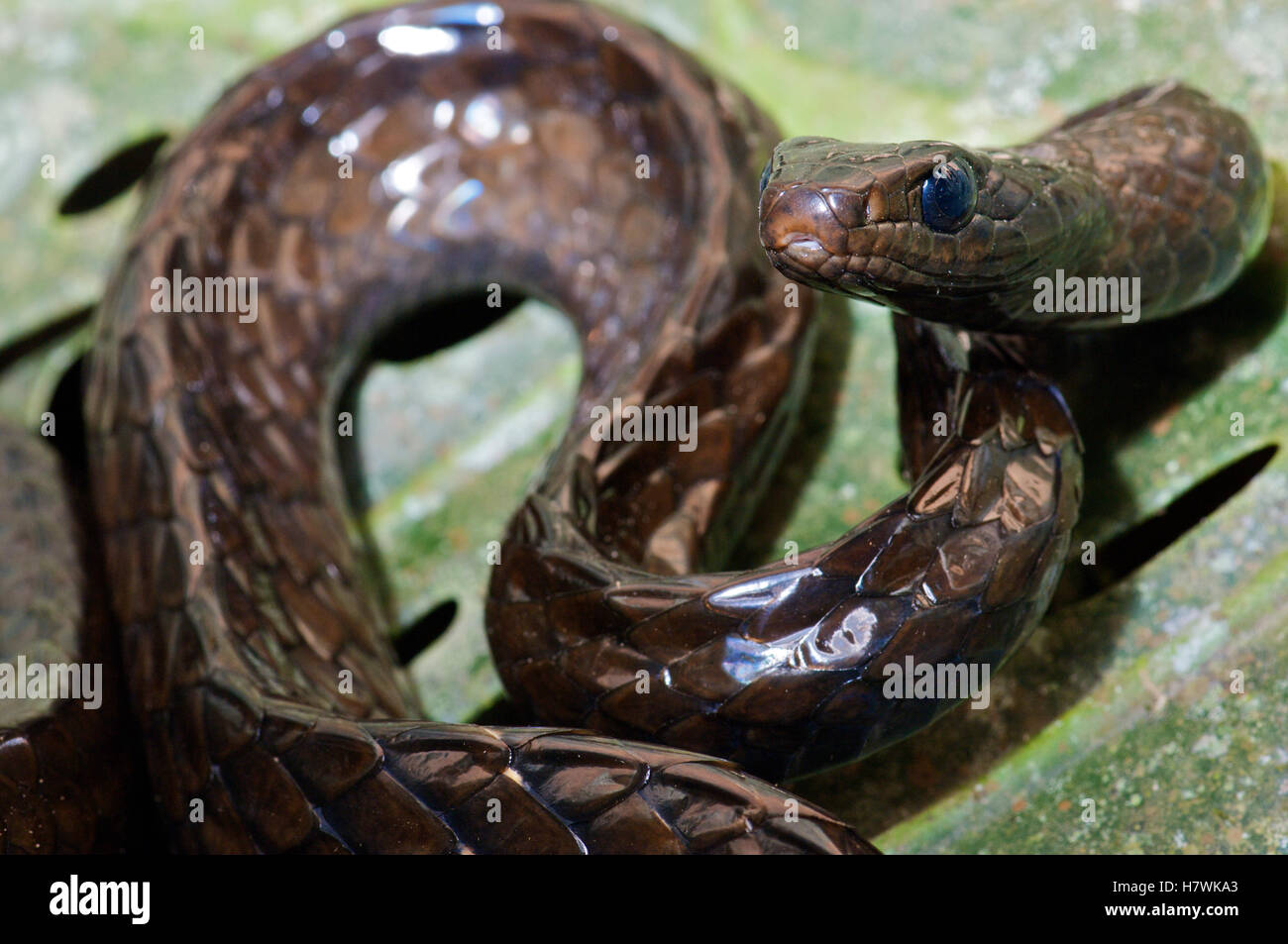 Negro de gran escala Tree Snake (Chironius grandisquamis) en peligro la postura, la vertiente occidental de los Andes, el bosque nublado de Mindo, Foto de stock