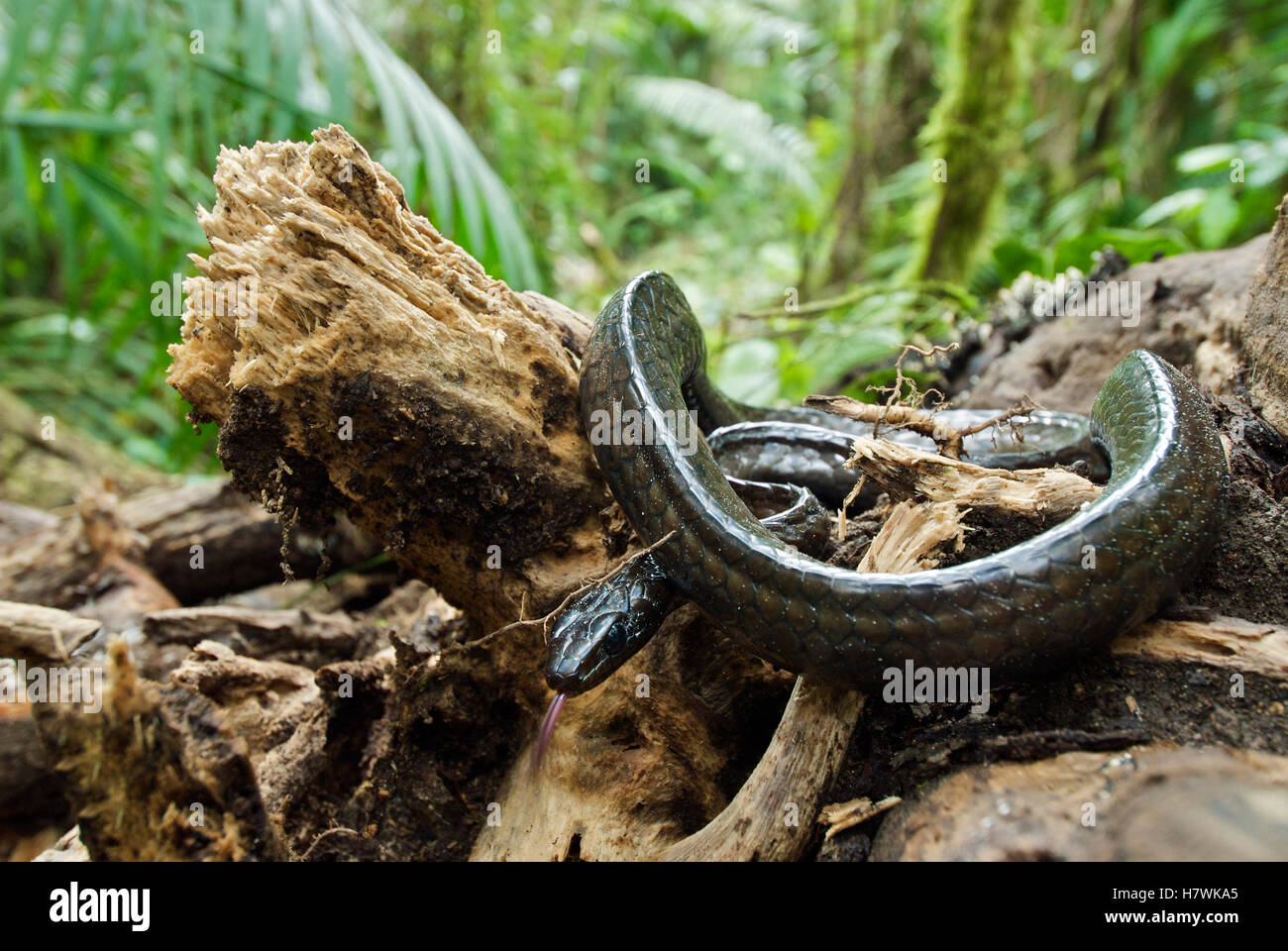 Negro de gran escala Tree Snake (Chironius grandisquamis) lanza moviendo, la vertiente occidental de los Andes, el bosque nublado de Mindo, Ecuador Foto de stock