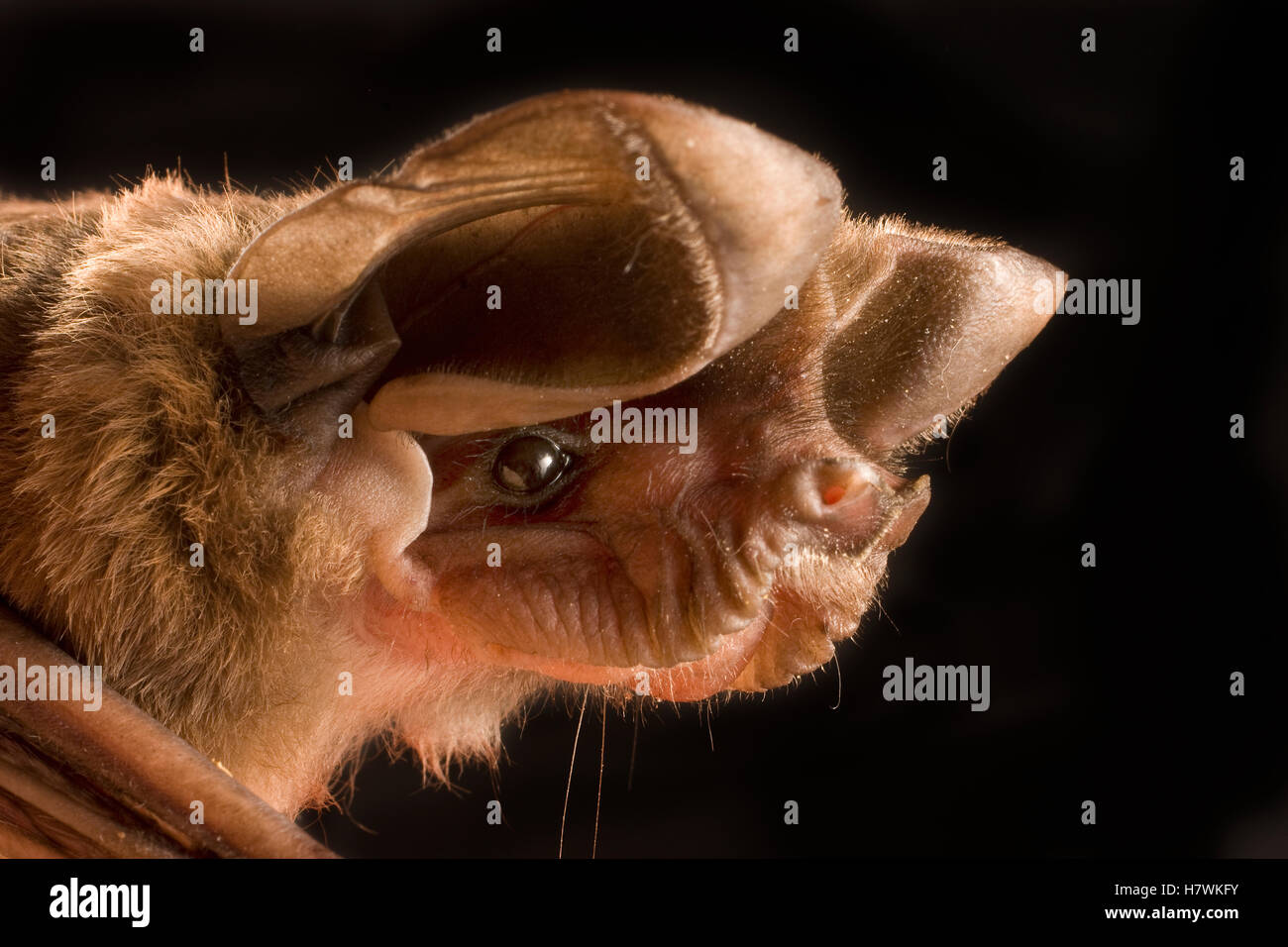 Big Free-tailed Bat (Nyctinomops macrotis) retrato, Texas Foto de stock