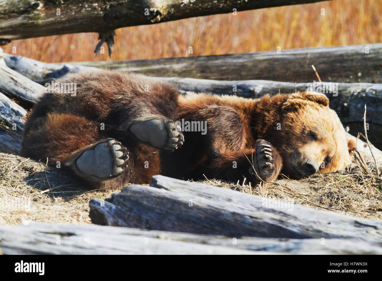 Un oso gracioso durmiendo fotografías e imágenes de alta resolución - Alamy