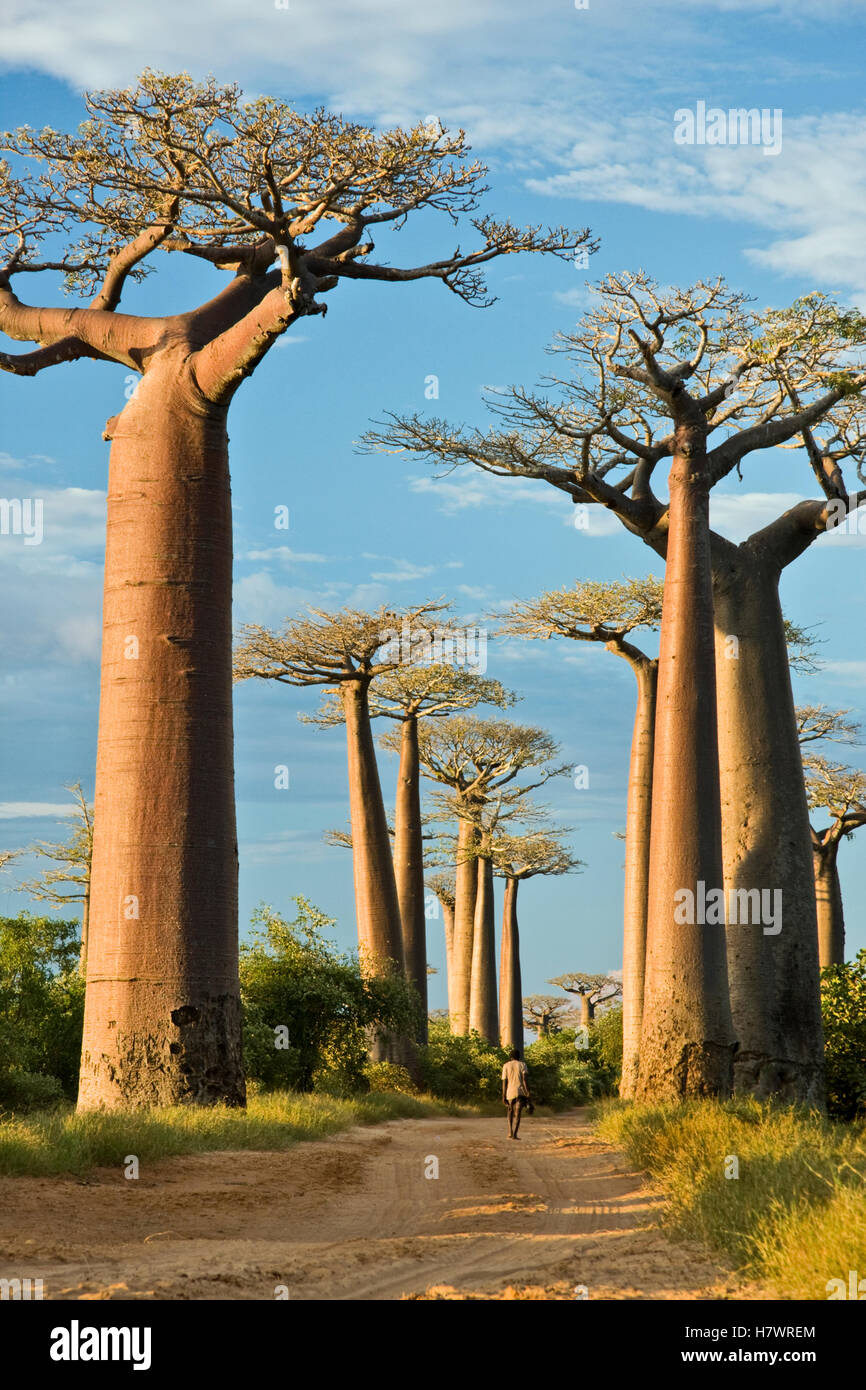 La Grandidier Baobab (Adansonia Grandidieri) En La Famosa Avenida De ...