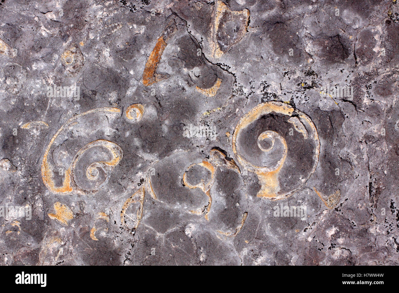 Nautilus fósiles, Punto de mesa Reserva Ecológica, Canadá Foto de stock