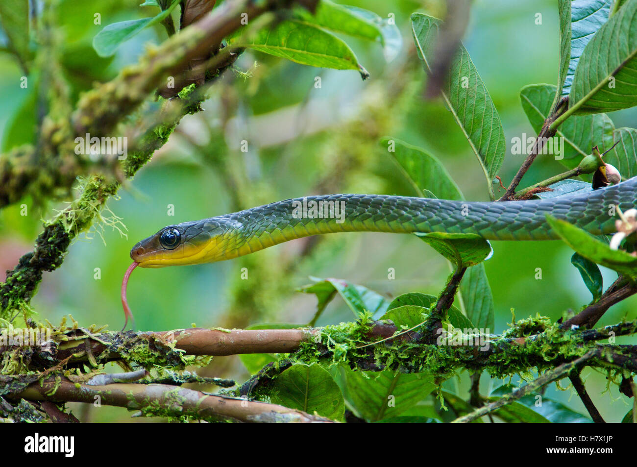 Sipo de montaña (Chironius monticola) serpiente, Andes, Ecuador Foto de stock